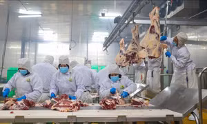 Siết kiểm soát dịch bệnh, an toàn thực phẩm từ chuỗi chăn nuôi