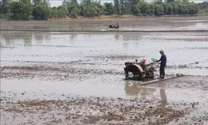 Năng suất lúa Đông Xuân tăng, giá giảm