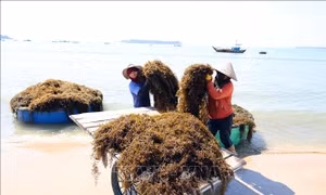 Người dân xã đảo Tam Hải (Đà Nẵng) vào vụ thu hoạch 'thảo dược' dưới đáy biển