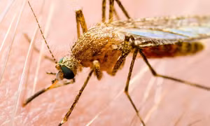 Australia cảnh báo về virus viêm não gây tử vong