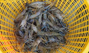 Kiểm soát chặt, ứng phó hiệu quả dịch bệnh gây hại tôm nuôi