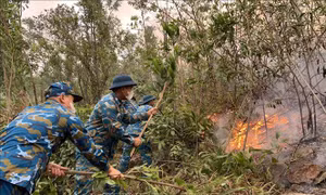 Cơ bản khống chế đám cháy rừng thực bì tại phường Bãi Cháy, Quảng Ninh