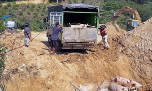 Dịch tả lợn châu Phi tiếp tục phát sinh, Lâm Đồng triển khai giải pháp đồng bộ