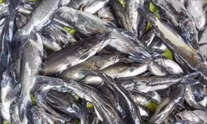 Khẩn trương xác định nguyên nhân cá nuôi lồng bè chết hàng loạt trên sông Mã