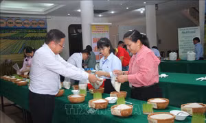 Nâng tầm chất lượng hạt gạo Đồng bằng sông Cửu Long