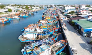 Ngư dân tích cực vươn khơi gắn với trách nhiệm chống khai thác IUU