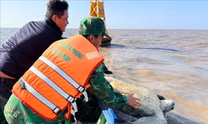 Cà Mau: Thả cá thể vích quý hiếm nặng 120 kg về biển