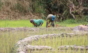 Kon Tum: Khuyến cáo nông dân không xuống giống sau mưa trái mùa