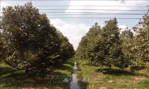 Cần Thơ chủ động ứng phó nguy cơ hạn hán, xâm nhập mặn