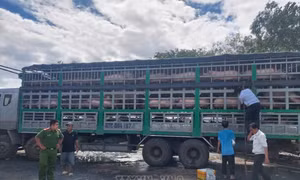 Vẫn tiếp diễn việc buôn bán, vận chuyển lợn trái phép qua biên giới