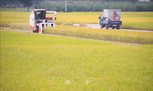 Hàn Quốc trước bài toán khó về nâng tỷ lệ tự cung lương thực