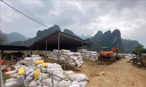 Bài học đầu ra bền vững từ vụ dong riềng được mùa kỷ lục