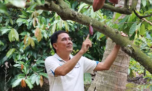 Mở rộng vườn dừa trồng xen ca cao