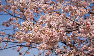 Thủ đô Tokyo, Nhật Bản bắt đầu bước vào mùa hoa anh đào