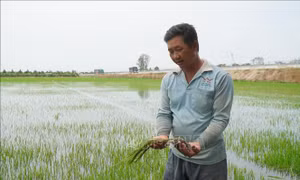 Vỡ bờ bao, hơn 16 ha lúa và hoa màu ở Đồng Tháp bị ngập sâu