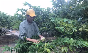 Nhiều hộ trồng na có thu nhập hàng trăm triệu đồng