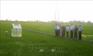 Đoàn công tác Ngân hàng Thế giới thăm mô hình sản xuất lúa phát thải thấp