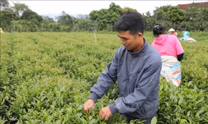 Chè Thái Nguyên hướng tới mục tiêu đạt giá trị 25.000 tỷ đồng