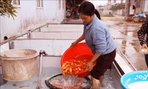 Làng cá chép đỏ Thủy Trầm nhộn nhịp trước ngày ông Công, ông Táo