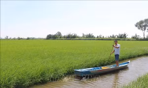 Cà Mau được mùa lúa trên đất tôm