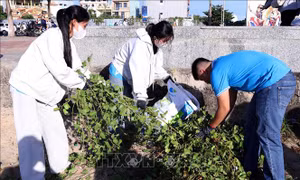 Trên 1.300 tình nguyện viên chung tay làm sạch bán đảo Sơn Trà, bãi biển Đà Nẵng