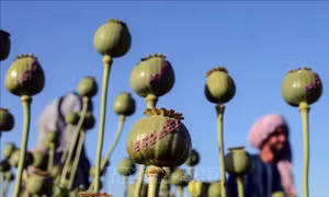 Afghanistan triệt phá 1.250 cơ sở rượu lậu và điều chế ma túy