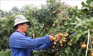 Thanh nhãn Cần Thơ: Từ đặc sản nội địa đến vươn tầm quốc tế