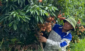Mã số vùng trồng tạo động lực cho nông sản Hải Phòng hội nhập