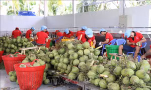 Giá dừa tươi vào mùa nắng nóng tăng gấp 3 lần