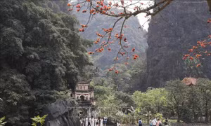 Rực rỡ sắc đỏ hoa gạo trên vùng đất Cố đô Hoa Lư