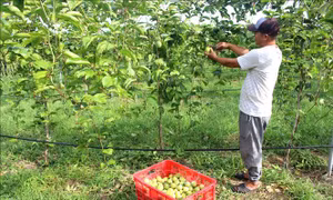 Hướng mới chuyển đổi cây trồng hiệu quả trên đất thanh long già cỗi