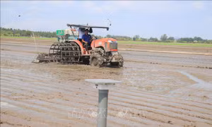 Đề án 1 triệu ha lúa: Hiệu quả bước đầu từ thực tiễn đồng ruộng