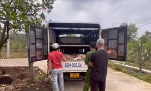Triệt phá đường dây mua bán lợn giống không rõ nguồn gốc