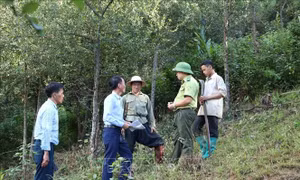 Sẽ thu 3.300 tỷ đồng dịch vụ môi trường rừng