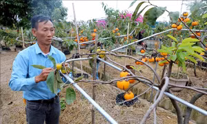 Tiên phong ‘chinh phục’ giống hồng cổ ở vùng ven biển