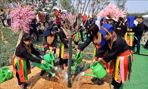 Đặc sắc lễ hội hoa anh đào tại Quảng Ninh