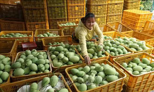 Từng bước đưa trái xoài thành ngành hành xuất khẩu chủ lực
