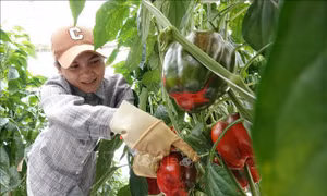 Giá nhiều loại rau củ Đà Lạt tăng mạnh sau thời gian dài