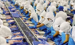 Xuất khẩu cá tra khởi sắc