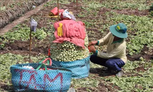 Rau màu vụ Đông Xuân được giá, nông dân có nguồn thu khá