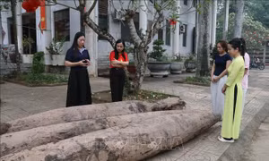 Xác định niên đại của ba cọc gỗ cổ phát hiện tại Ninh Bình