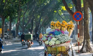 Cây xanh Hà Nội: Kiến tạo bản sắc đô thị từ bóng mát và ký ức