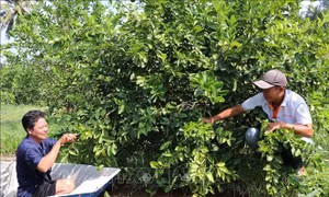 Chuyển đổi cây trồng hiệu quả gắn với liên kết thị trường