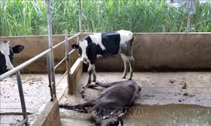 Bò sữa phát bệnh, chết bất thường hàng loạt tại Lâm Đồng