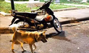 Giám sát chặt chẽ các trường hợp bị chó, mèo nghi dại cắn
