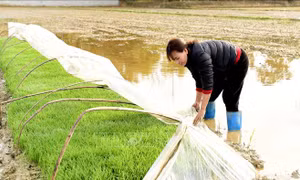 Hồ thủy điện xả nước, nông dân khẩn trương gieo cấy lúa Xuân