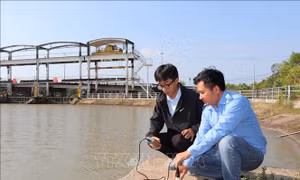 Vĩnh Long cảnh báo xâm nhập mặn gia tăng trong dịp Tết