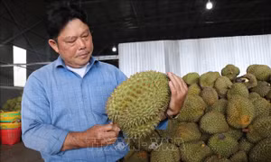 Gỡ điểm nghẽn ngành hàng sầu riêng sau tăng trưởng nóng