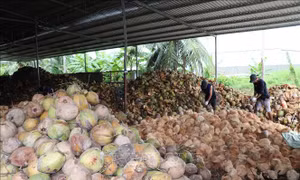 Mô hình hợp tác 4P gỡ điểm nghẽn cho ngành dừa