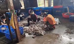 Tiêu hủy 4 tấn nội tạng hôi thối